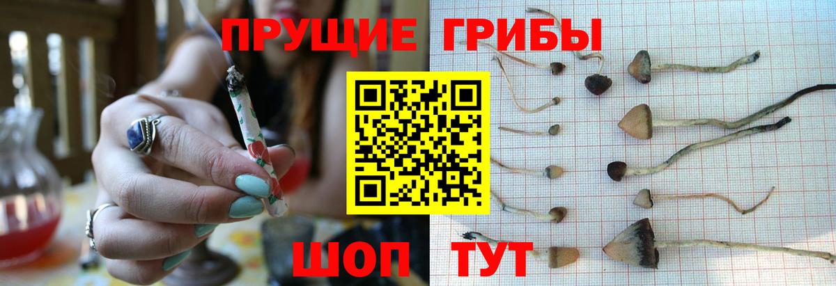 Новоалександровск  Галлюциногенные грибы Psilocybe  Вход с VPN 